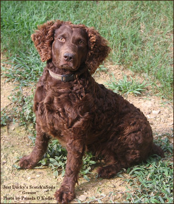 SHR Just Ducky's Scotch'n Soda - Boykin Spaniel Pedigree