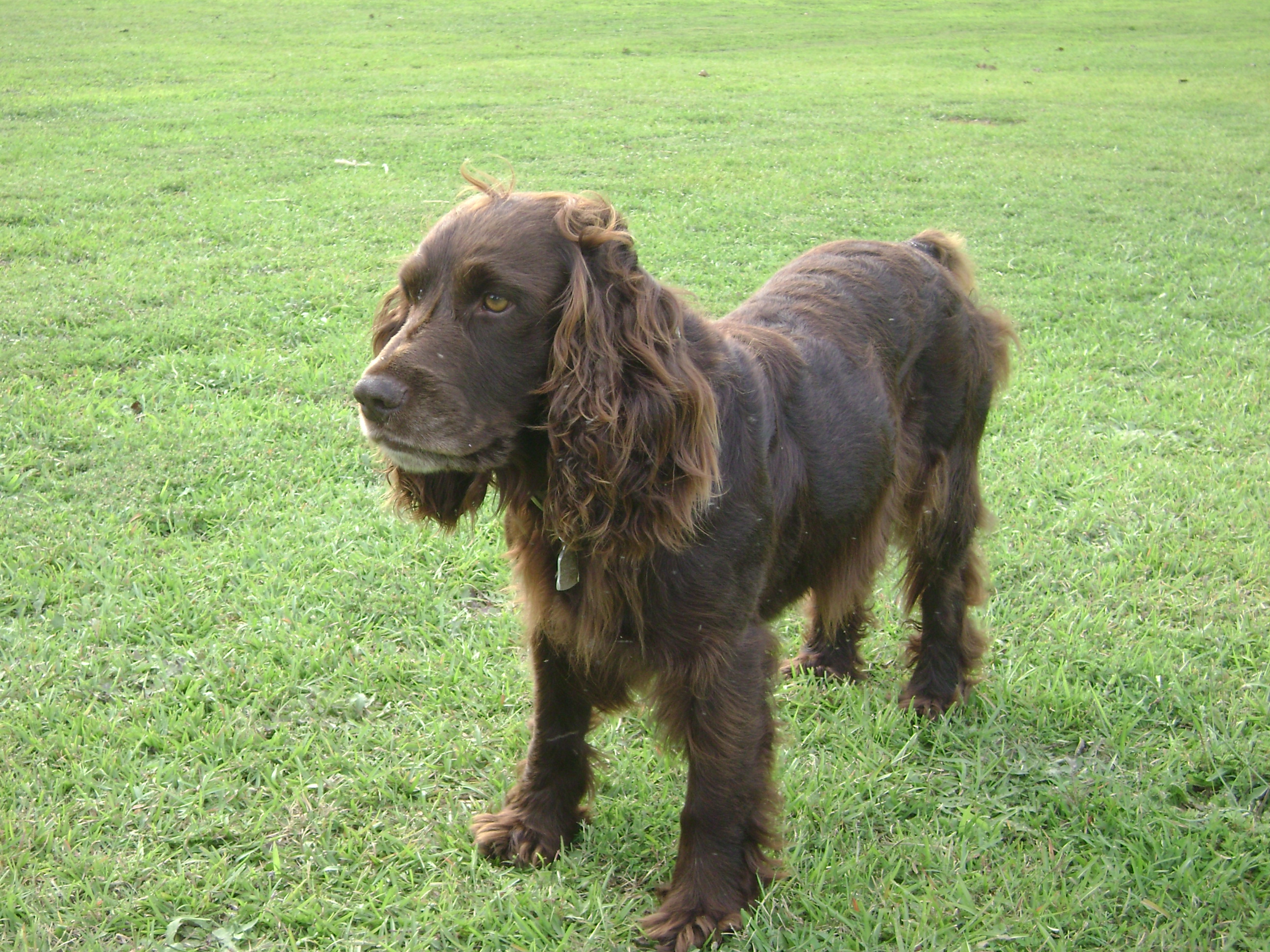 HR Vader's Babe's Reese - Boykin Spaniel Pedigree