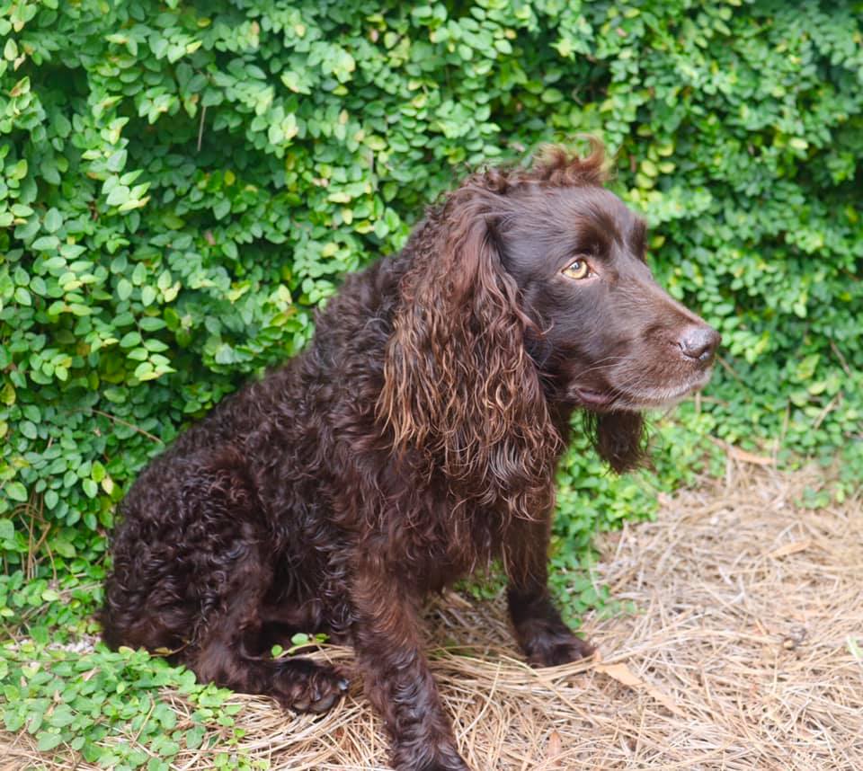 HRCH Kj Just Buck MHR - Boykin Spaniel Pedigree