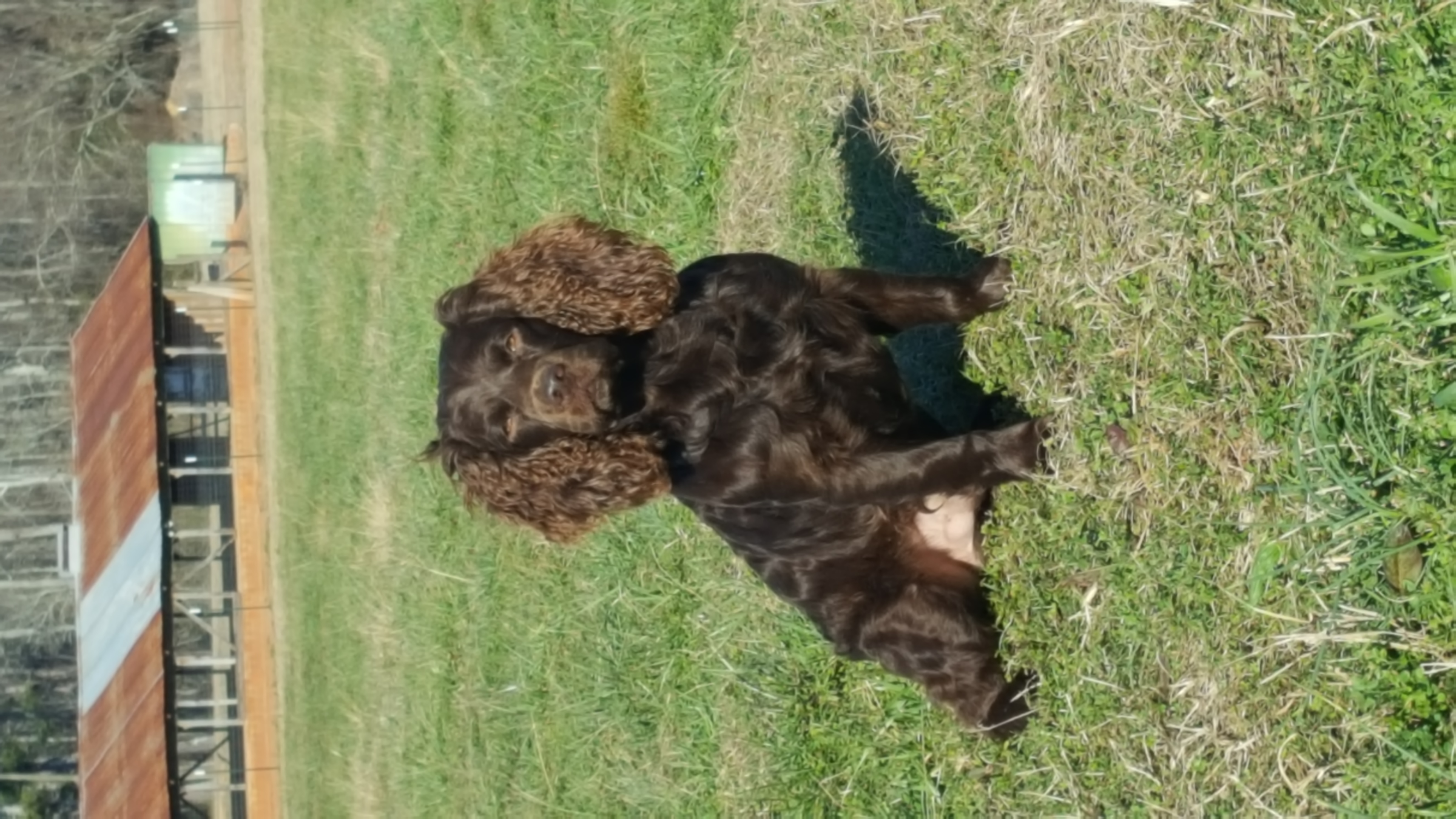 HRCH UH Mitchell's Mighty Chief Moose (OR) - Boykin Spaniel Pedigree