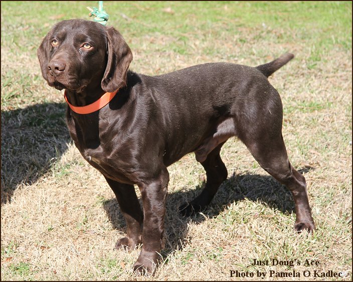 Just Doug's Ace - Boykin Spaniel Pedigree