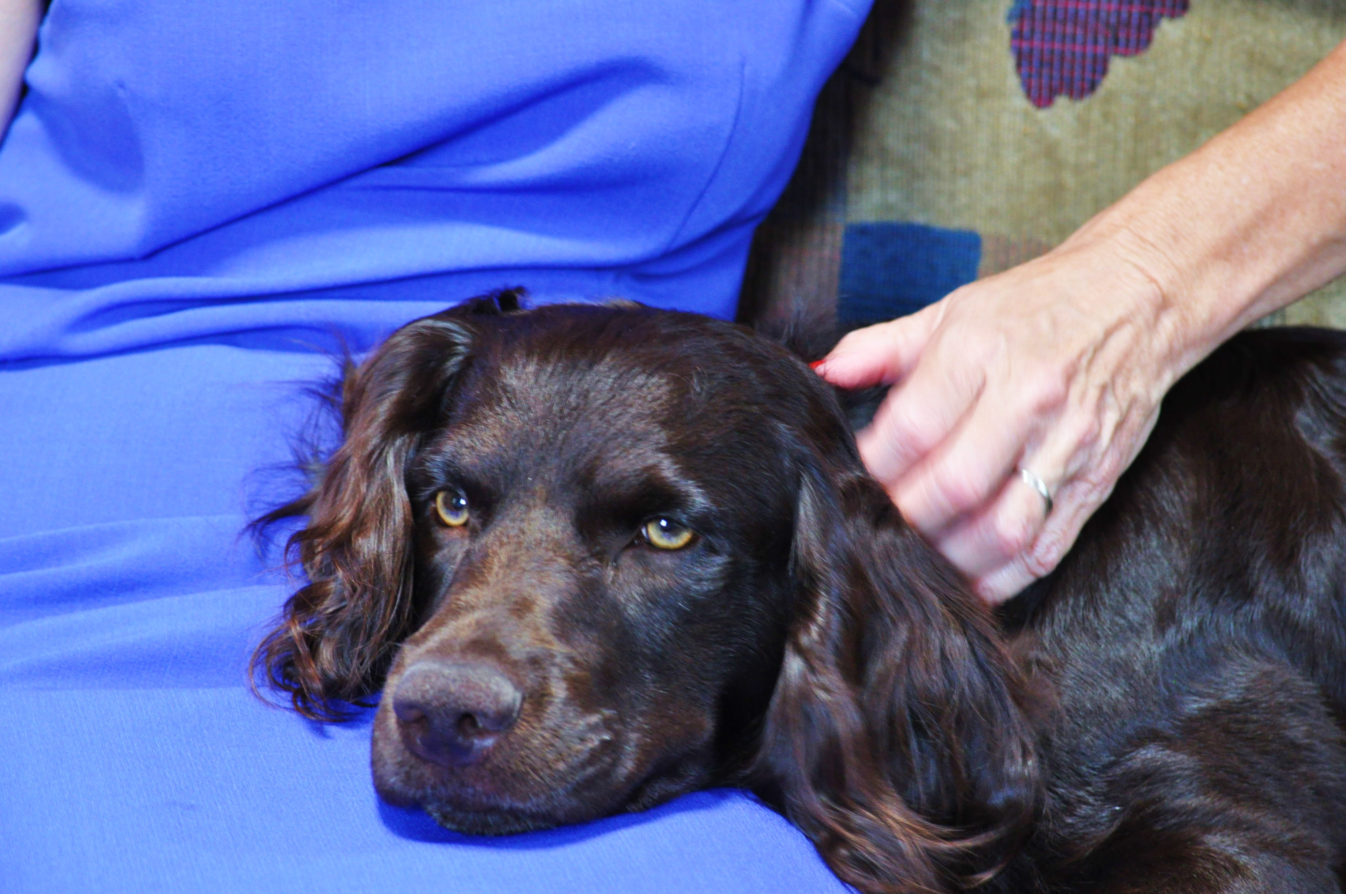 SHR Catalpa Acres Bring Home The Birds - Boykin Spaniel Pedigree
