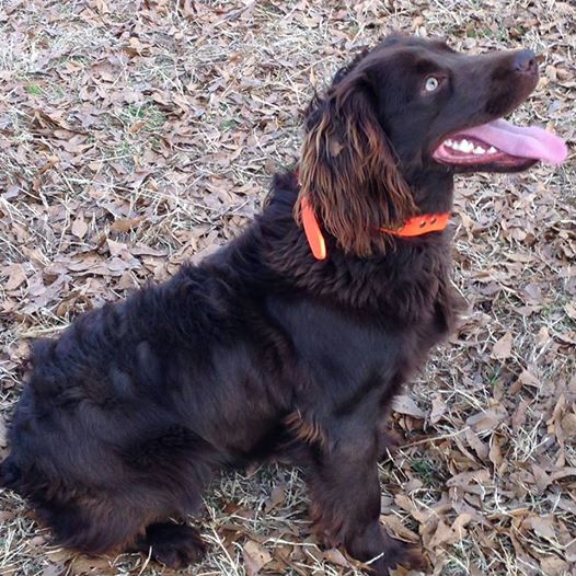 HR Shady Acres Chief Oakley - Boykin Spaniel Pedigree