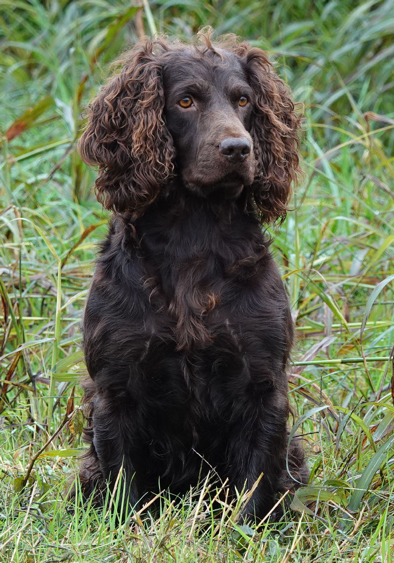 HRCH Justatankardofcarolinaale ICH18 - Boykin Spaniel Pedigree