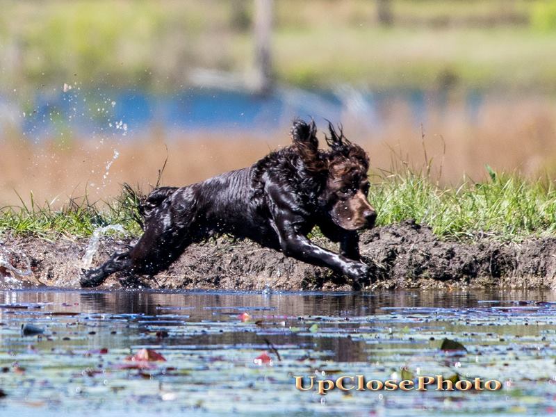 HRCH Wrecker's Southern Mermaid MHR - Boykin Spaniel Pedigree