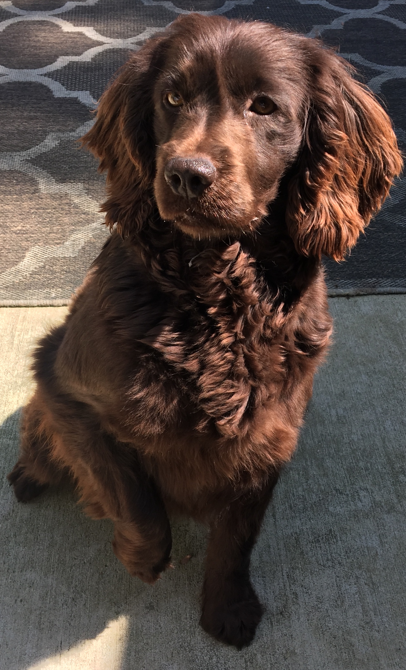 Lockhaven Queen Estella - Boykin Spaniel Pedigree