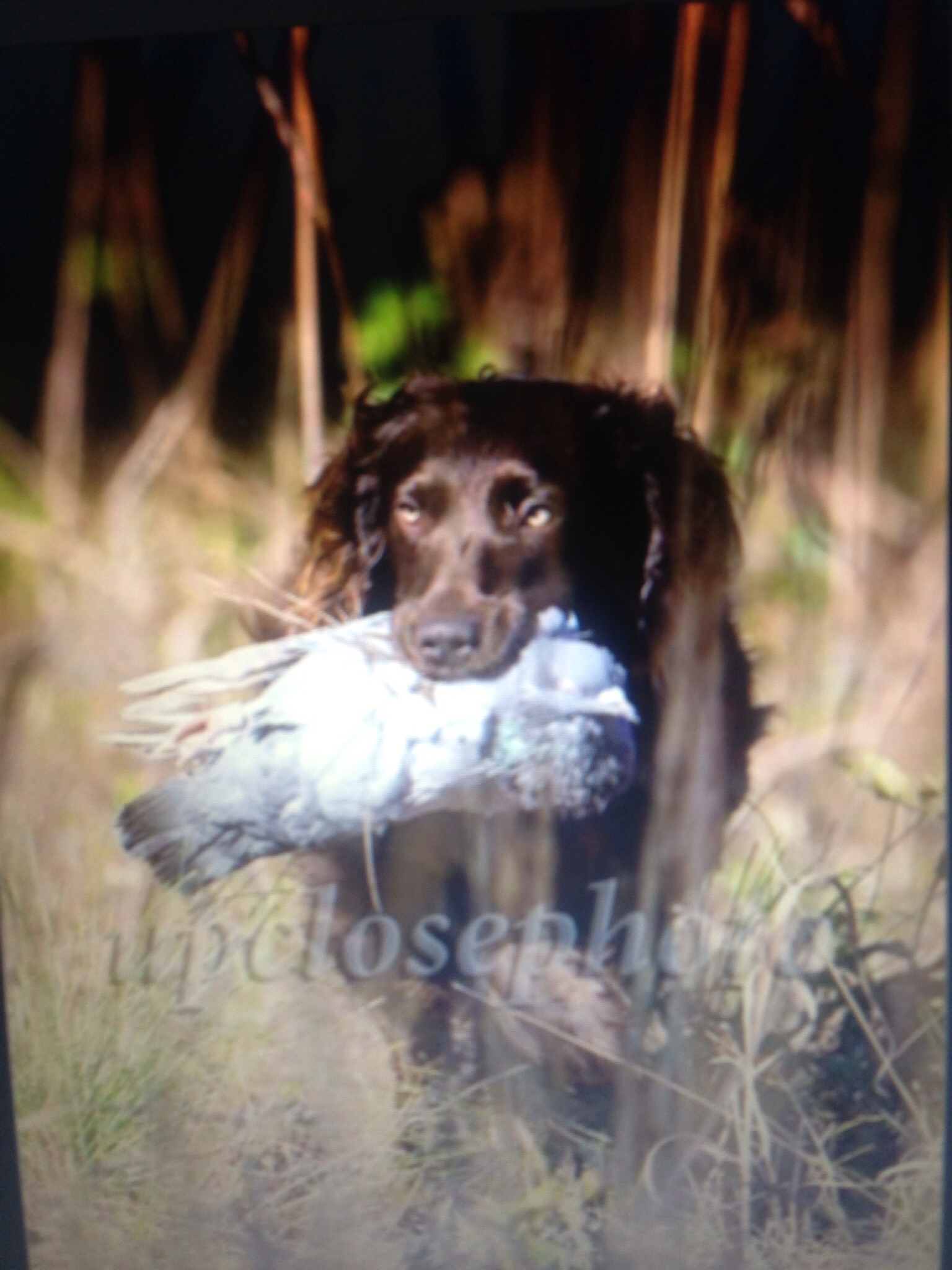 Lockhaven's Spider Man - Boykin Spaniel Pedigree