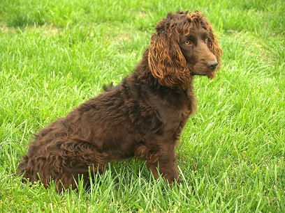 Back Creek's Nicki - Boykin Spaniel Pedigree