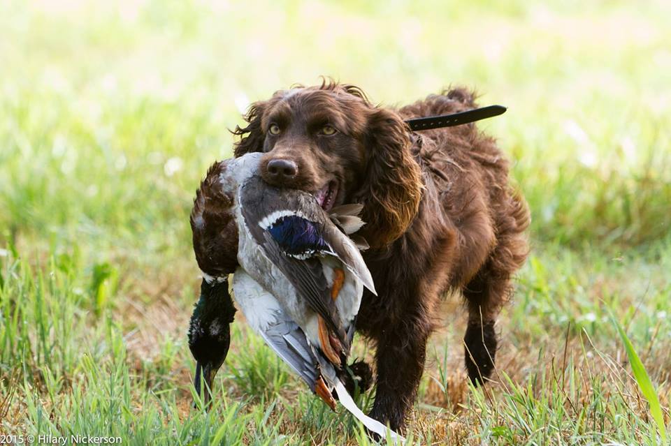 HRCH White Oak Brooks - Boykin Spaniel Pedigree