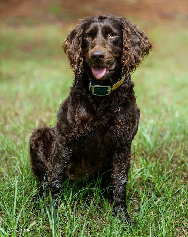 SHR Just Ducky's Brandy Punch - Boykin Spaniel Pedigree