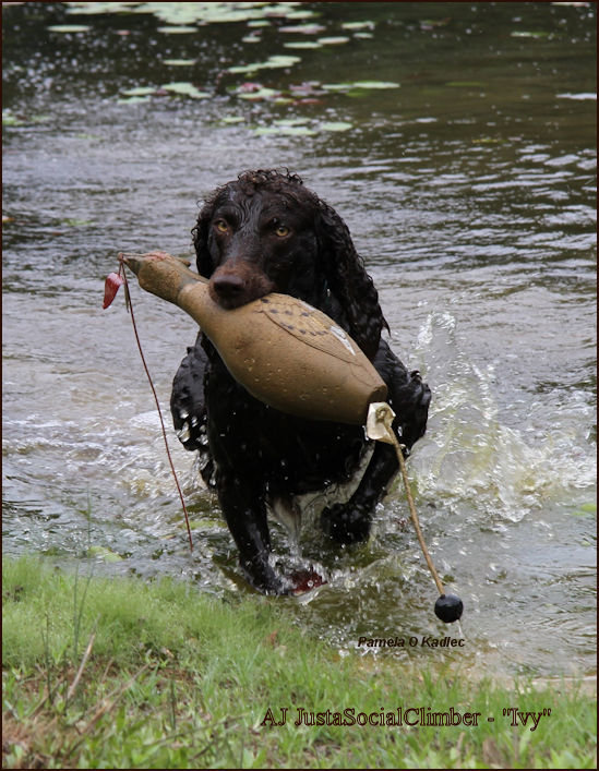 HR AJ Just A Social Climber - Boykin Spaniel Pedigree