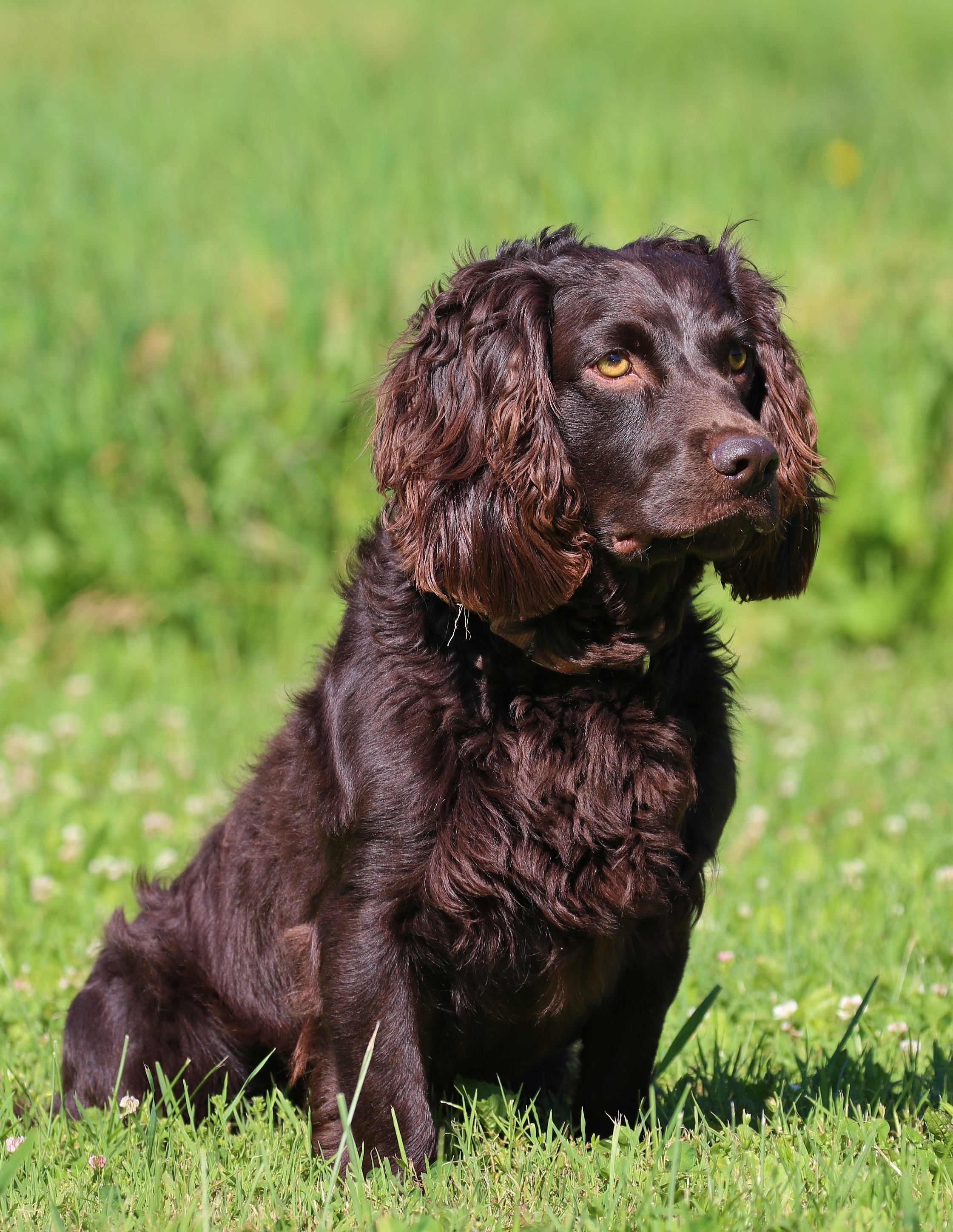 HRCH UH J&L's How Do You Like Me Now - Boykin Spaniel Pedigree