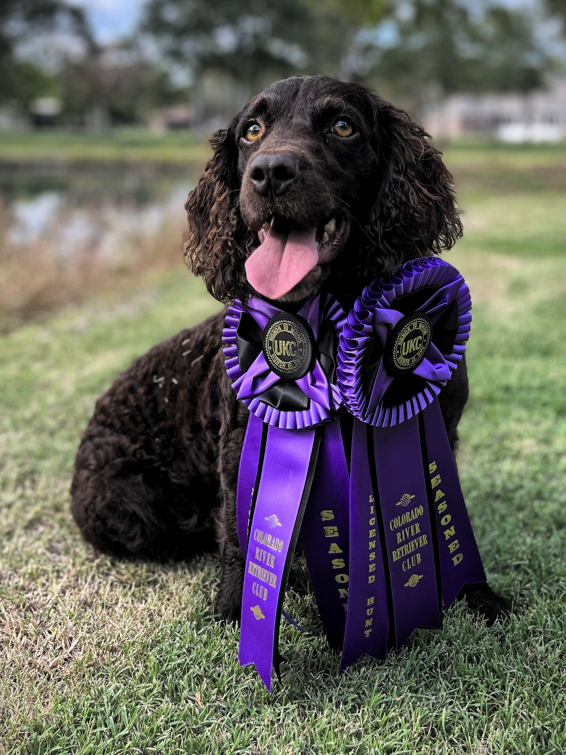 HR Sweet Southern Belle Scarlett - Boykin Spaniel Pedigree