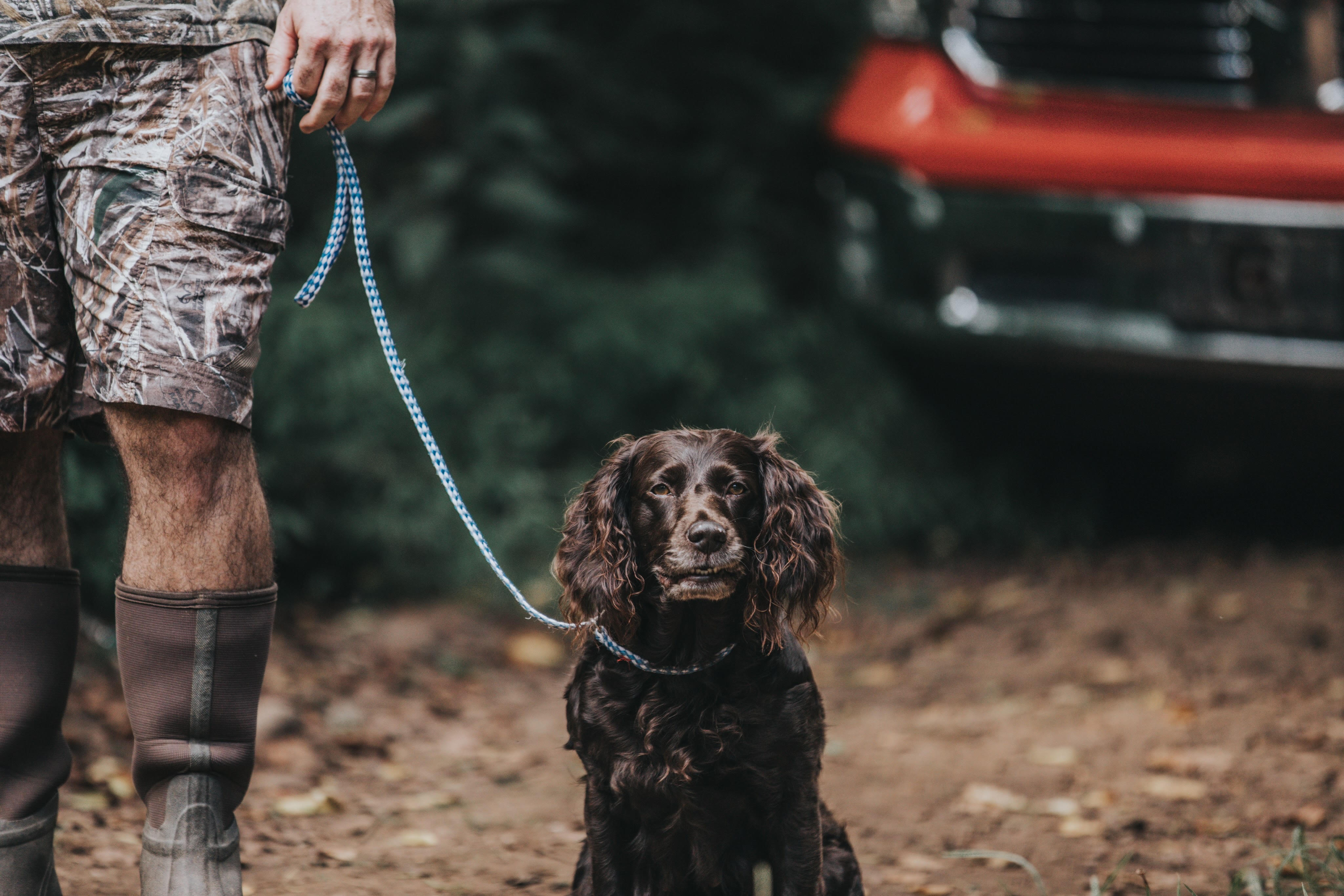 HR South Georgia's Sadie - Boykin Spaniel Pedigree