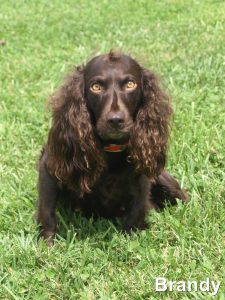 Bluefield's Brandywine - Boykin Spaniel Pedigree