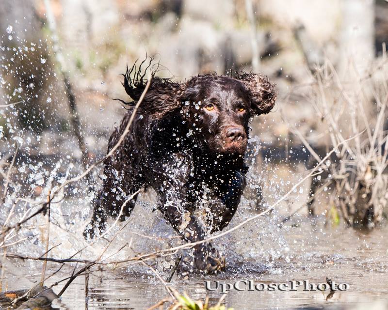 CH Hollow Creek's Jake-Watts CD BN SH RM RAE2 DN THDN CGCA TKN - Boykin Spaniel Pedigree