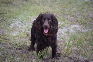 SHR Hunters Rest Whiskey Bent - Boykin Spaniel Pedigree