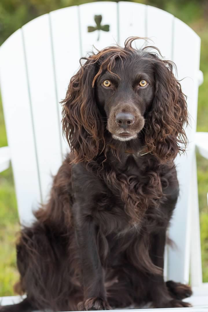 HRCH UH KJ Just A Jamaican Mistral SHR - Boykin Spaniel Pedigree