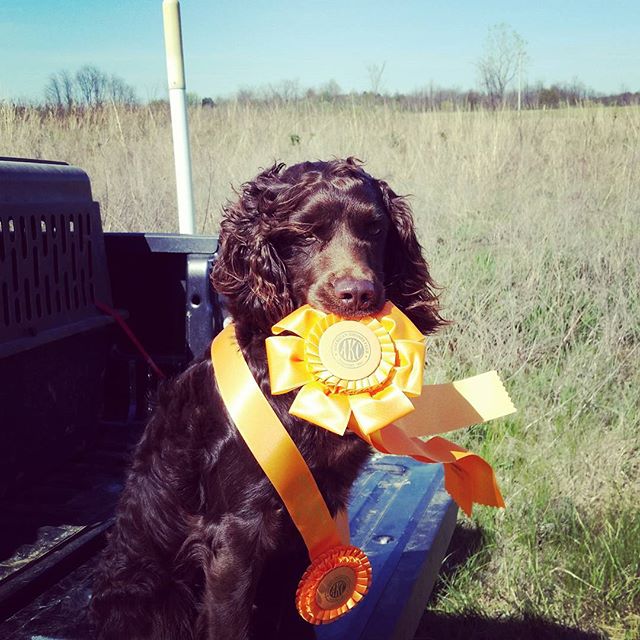 HRCH Spartacus Rome Monti Fields MHR - Boykin Spaniel Pedigree