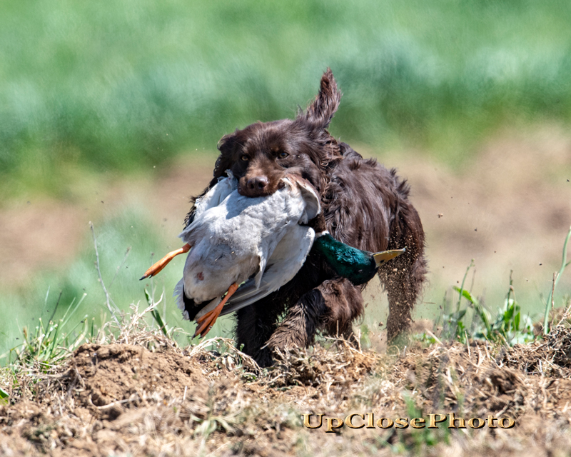 HRCH Kj Just South Ga Doc Holliday - Boykin Spaniel Pedigree