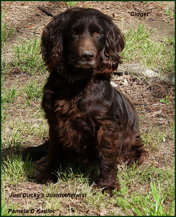 Just Ducky's Justdothetwist - Boykin Spaniel Pedigree