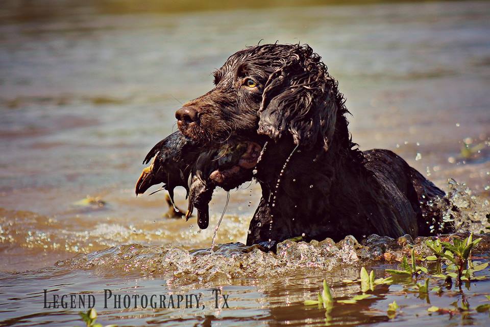 HRCH Wildbrier's Lawman Reverend Brown MHA - Boykin Spaniel Pedigree