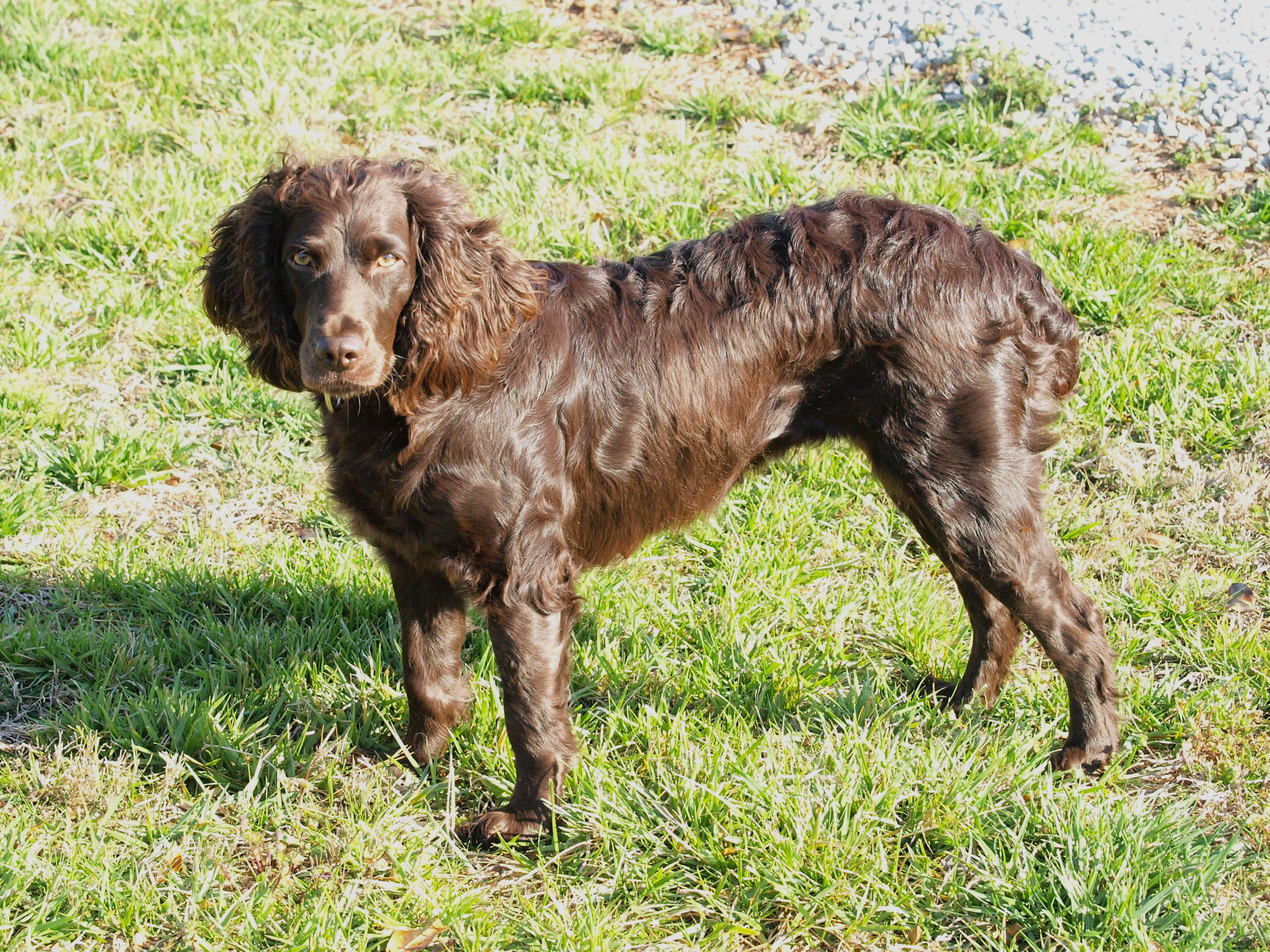 Back Creek's Georgia Girl - Boykin Spaniel Pedigree