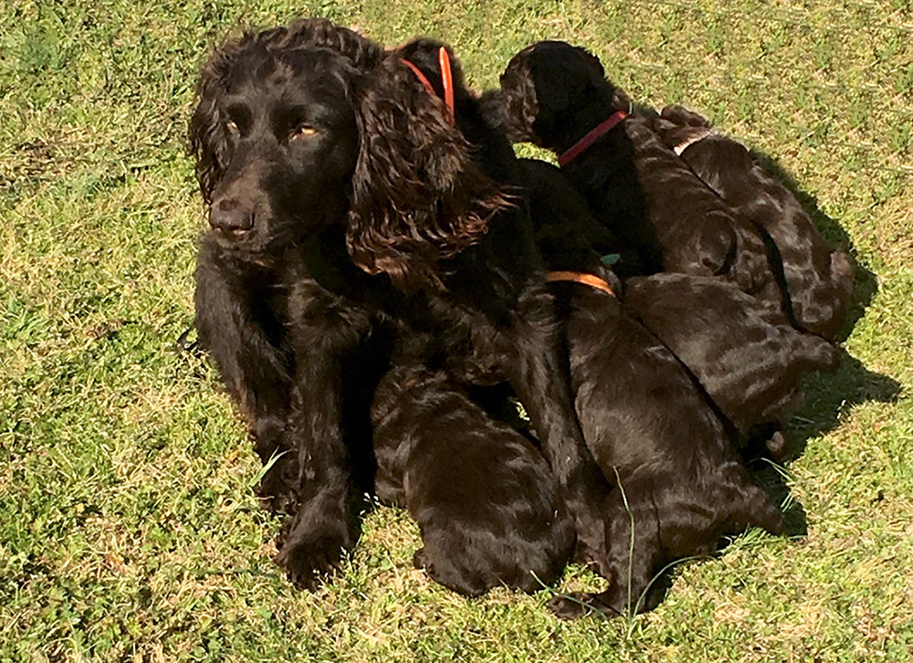 Just A Southern Scout - Boykin Spaniel Pedigree