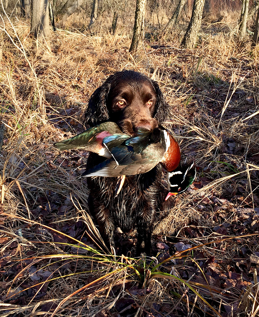 Broad River Cooper Mcrae - Boykin Spaniel Pedigree