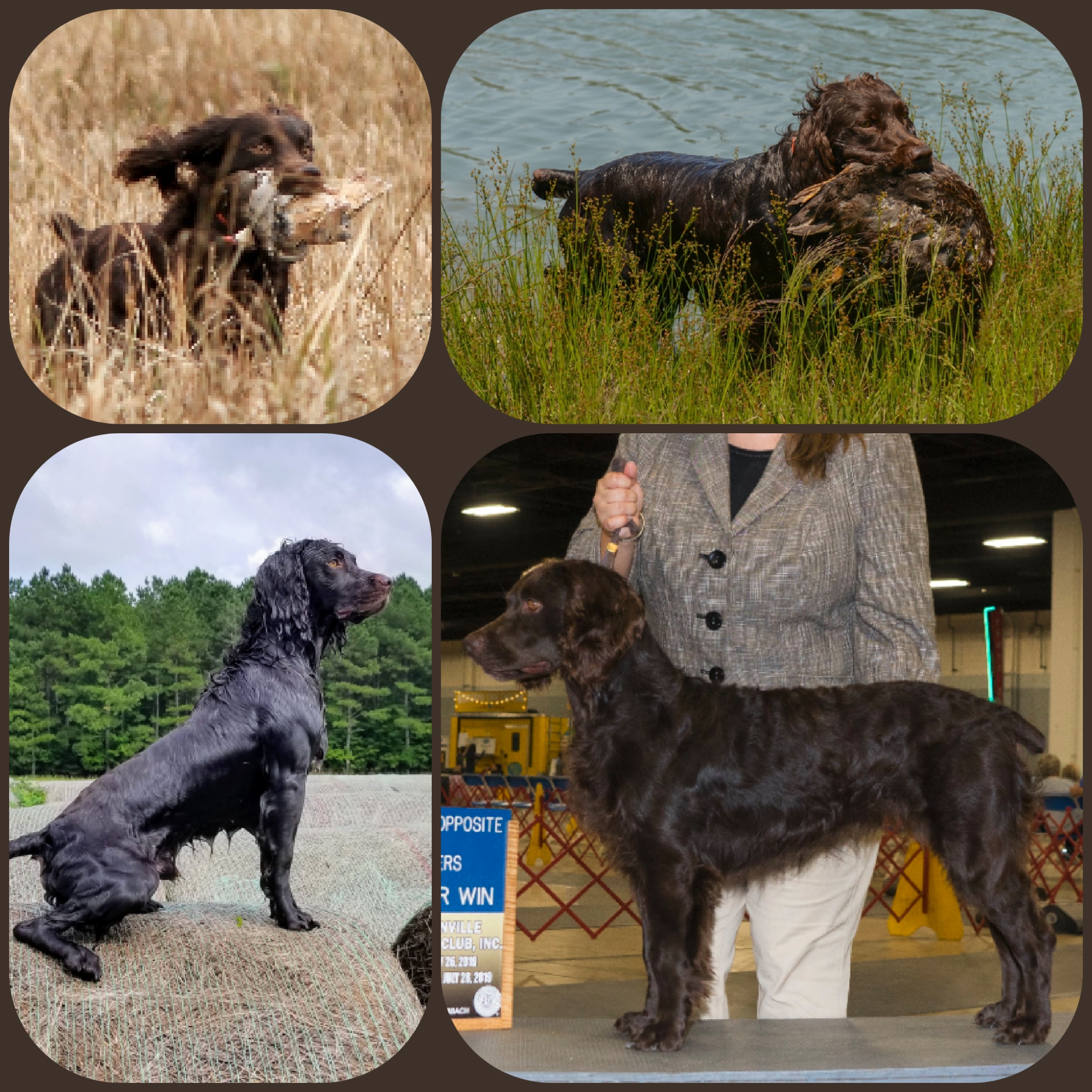 Cedarway Kickitupanotch Scout (NR) - Boykin Spaniel Pedigree
