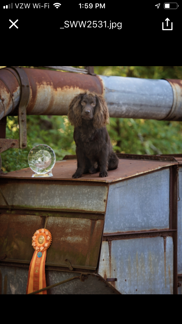 HRCH,OR Lamberts Boudreaux Pierre WDX,CH,MH, MHR27 - Boykin Spaniel Pedigree