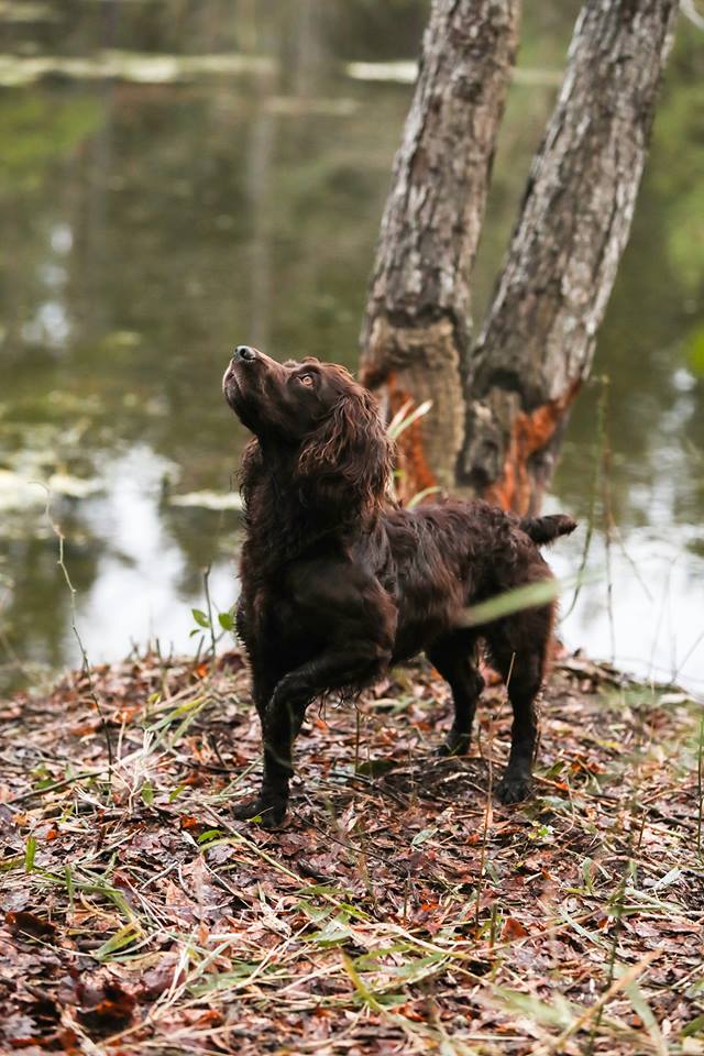HR Saint Thomas Thornhills Island Girl - Boykin Spaniel Pedigree