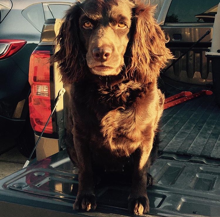 HRCH Rocky River's Darby Queen - Boykin Spaniel Pedigree
