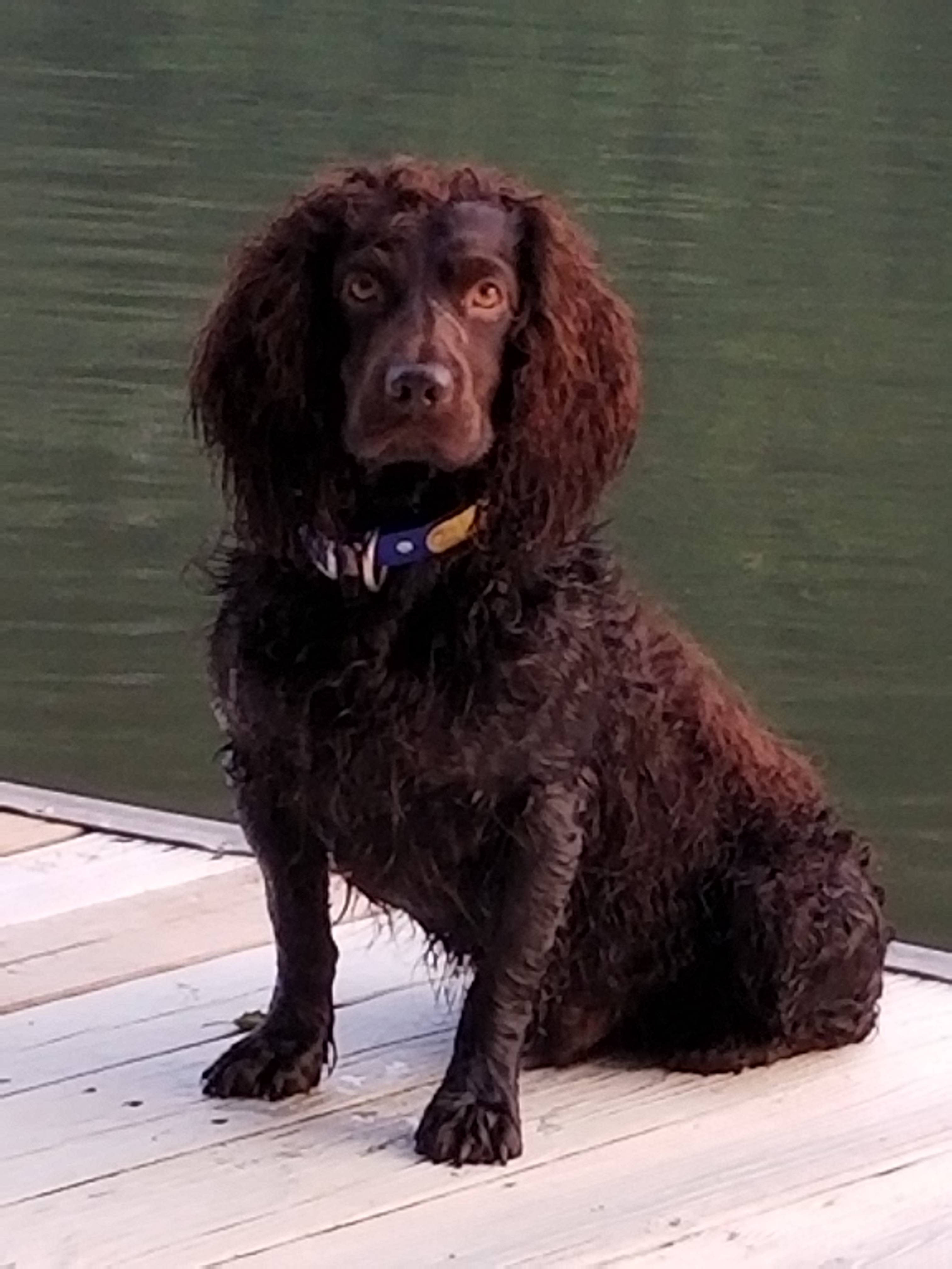 HRCH UH Hunters Rest Fowler MHR MH UICH20 - Boykin Spaniel Pedigree