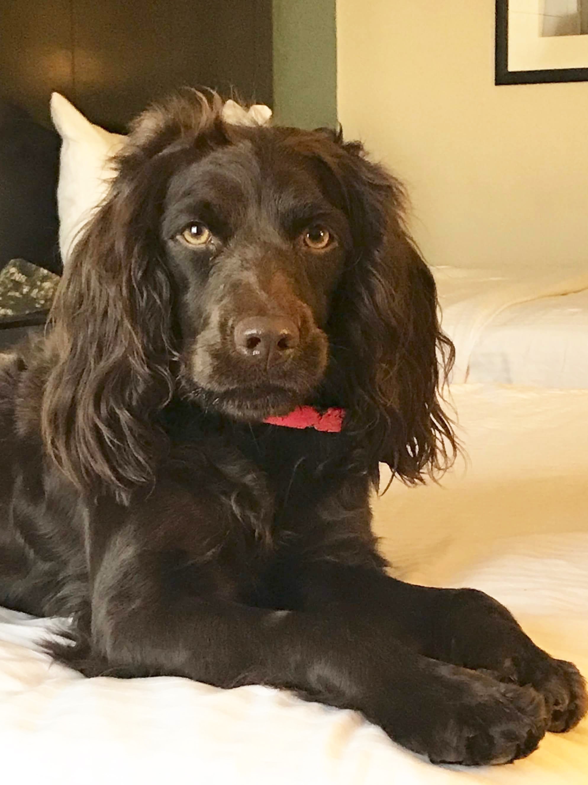 SHR Catalpa Acres Pure Pain In The Arse SHU - Boykin Spaniel Pedigree