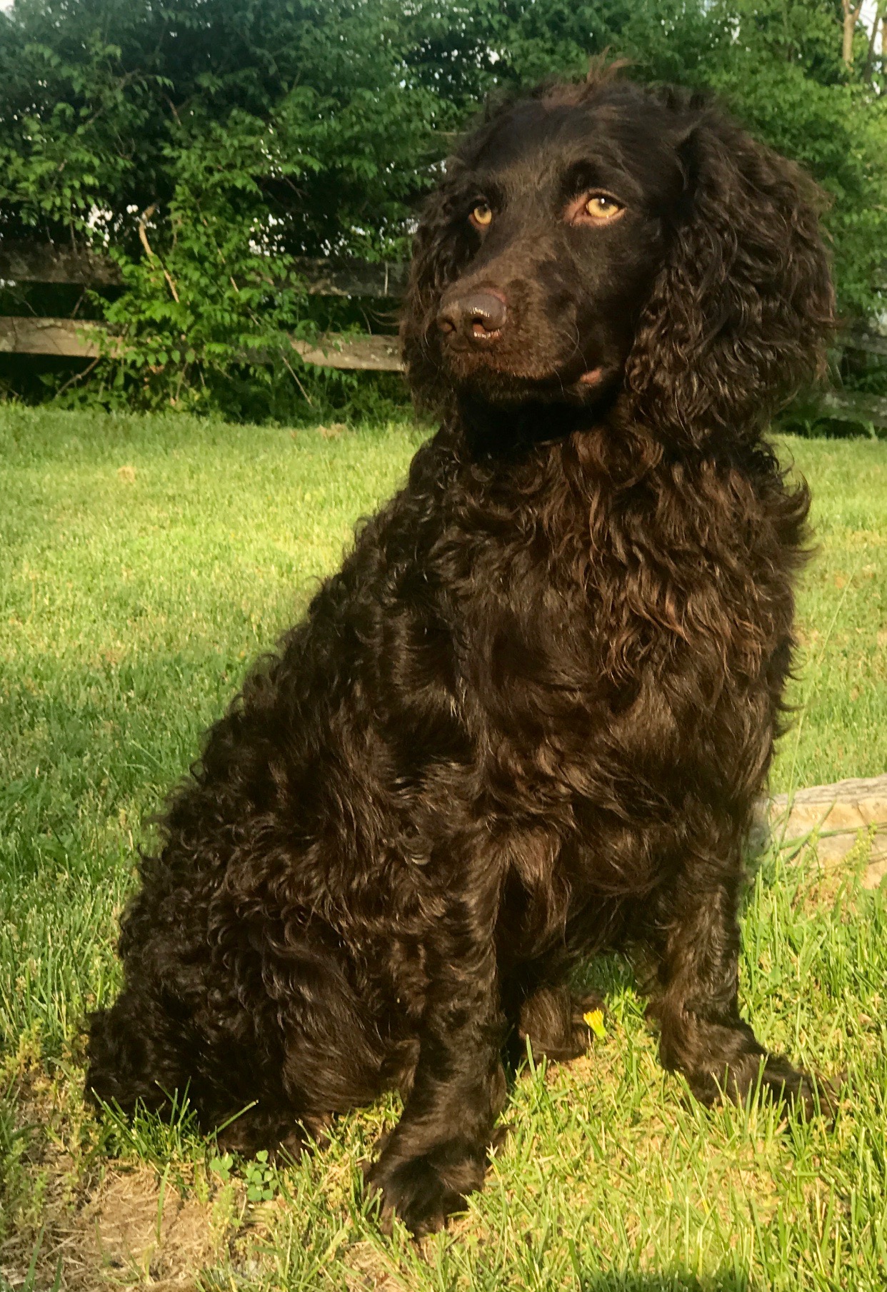 CatalpaAcres3XGeorgieOnMyMind (IR) - Boykin Spaniel Pedigree