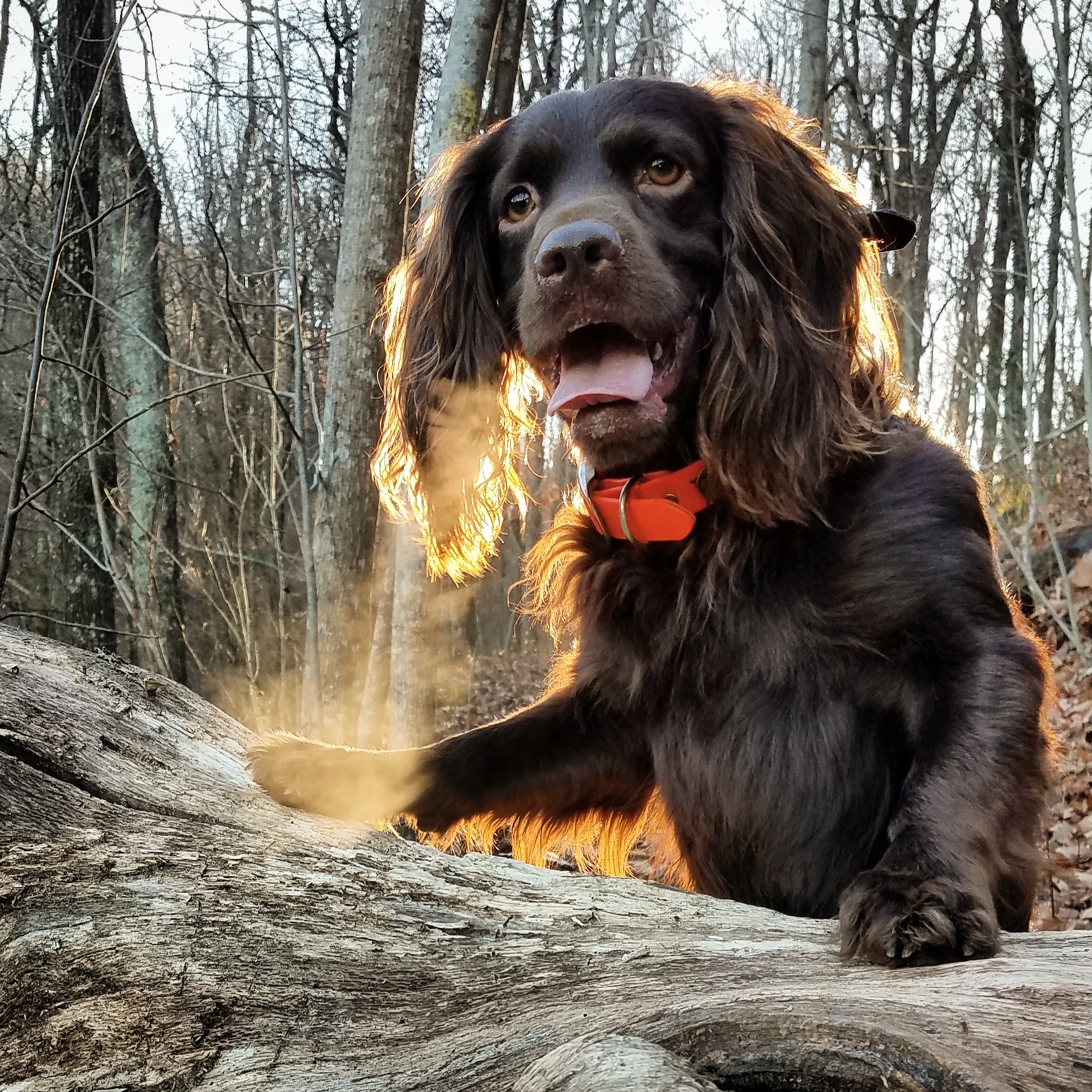 HRCH UH South Ga's Bowman NCH17 (OR) - Boykin Spaniel Pedigree