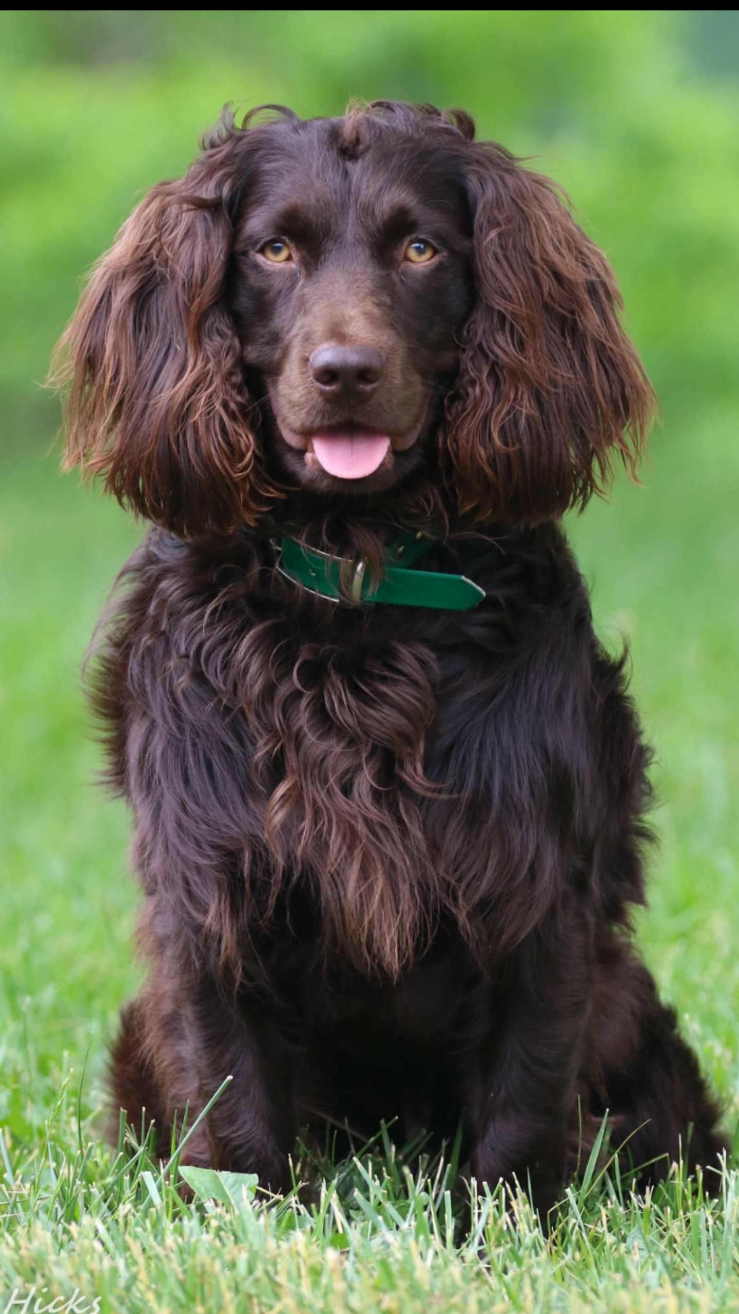 HRCH Brandywines Southern Finn MHR - Boykin Spaniel Pedigree