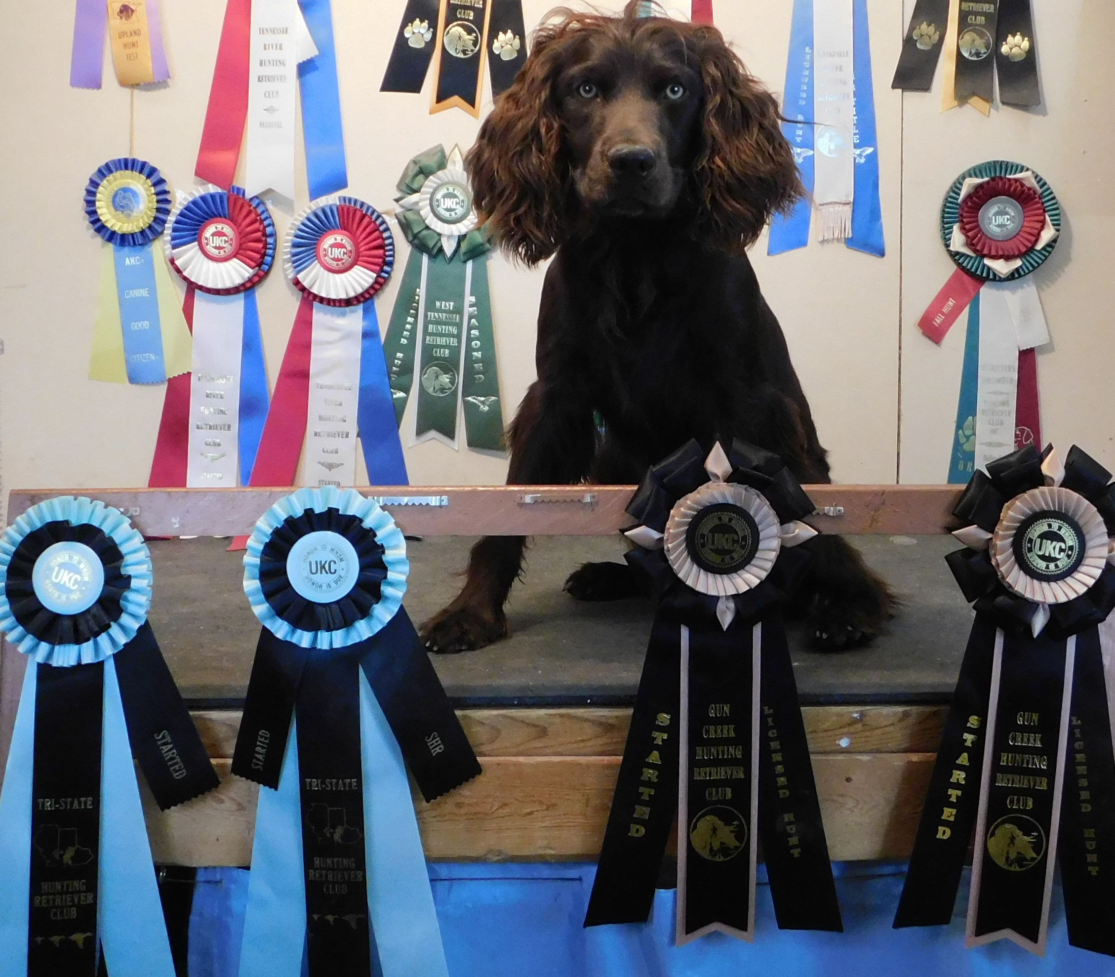 SHR John's Secret Agent 86 - Boykin Spaniel Pedigree