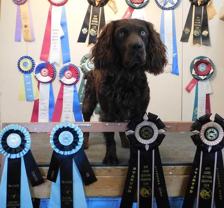 SHR Kj Just John's Finesse - Boykin Spaniel Pedigree