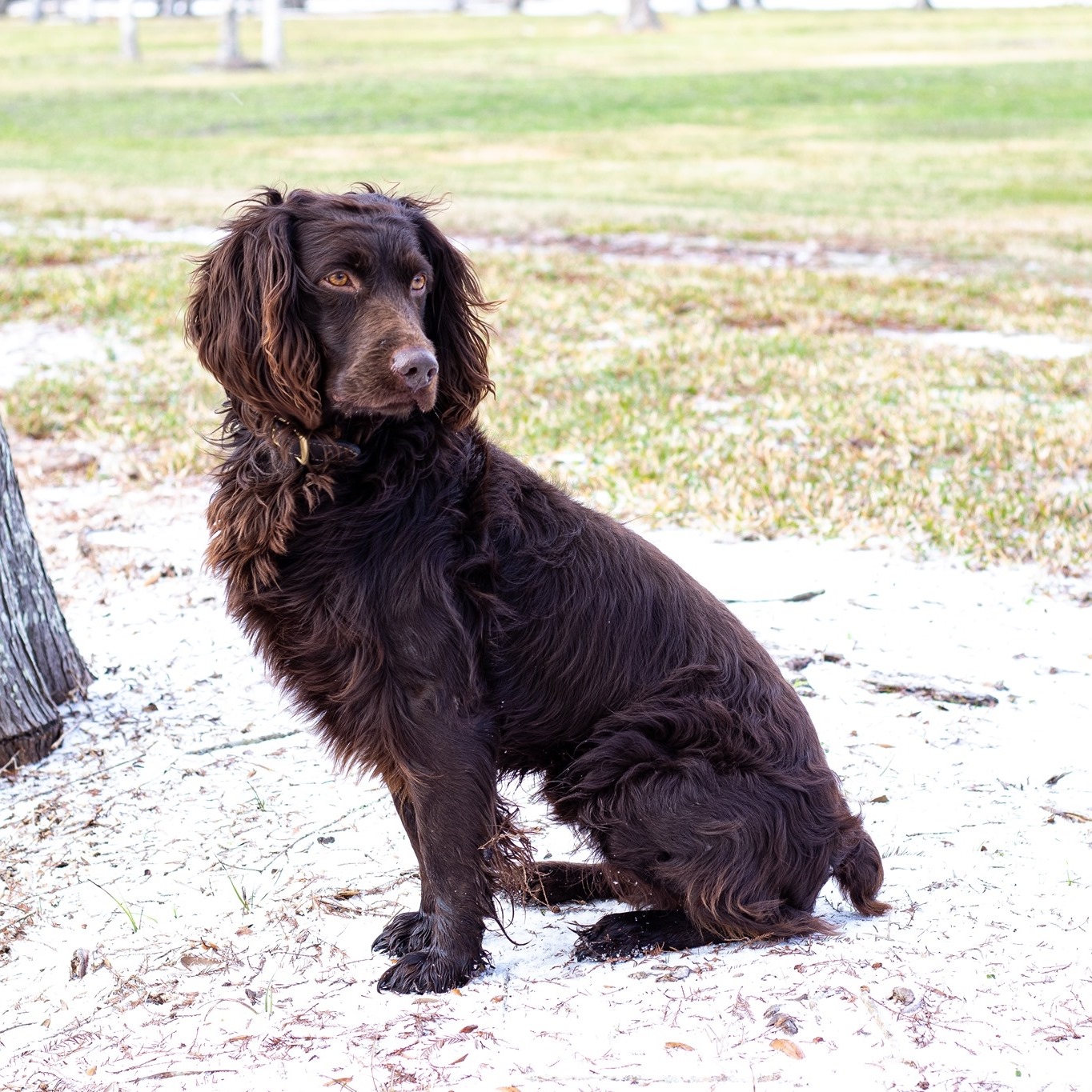 HR KONA - Boykin Spaniel Pedigree