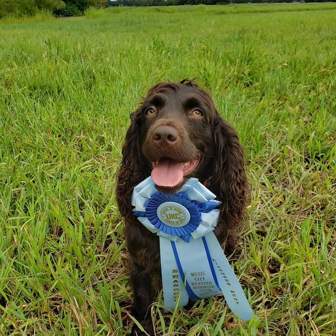 HR Extreme's Tennessee Whisky - Boykin Spaniel Pedigree