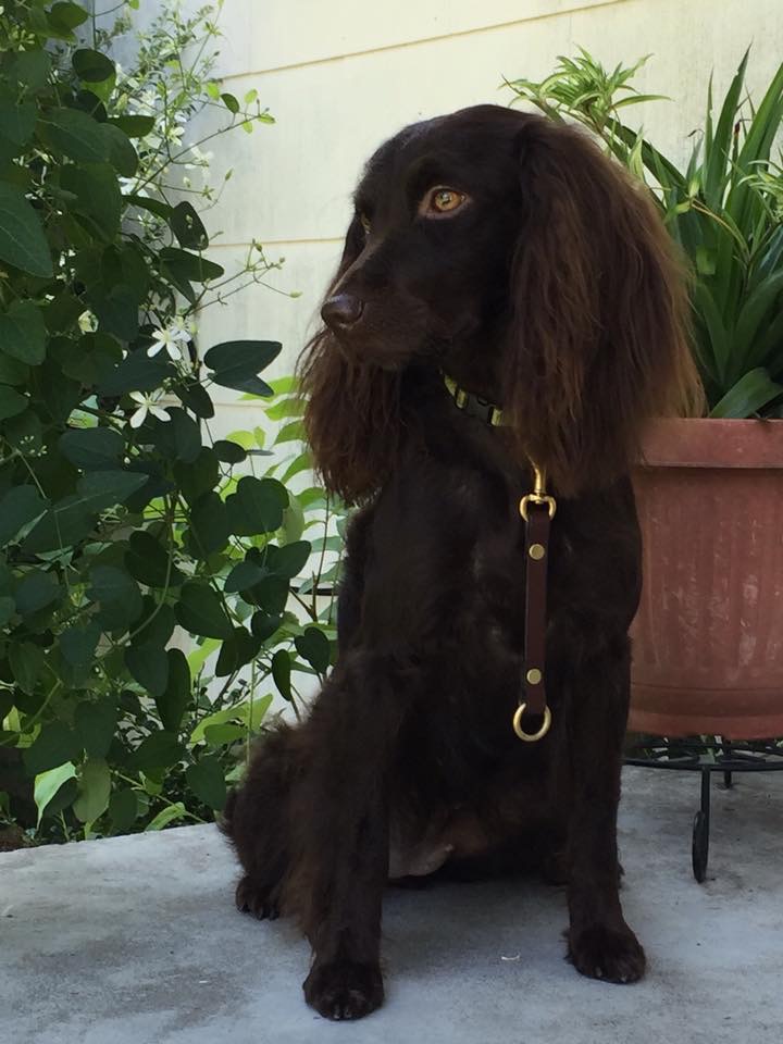 SHR  Catalpa Acres Pure Panache RN JH - Boykin Spaniel Pedigree