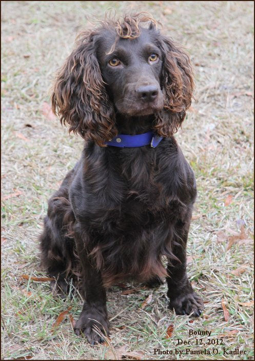 Justaquickerpickerupper - Boykin Spaniel Pedigree