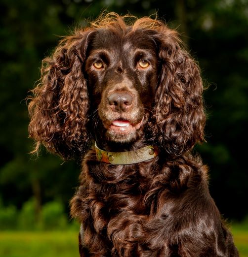 SHR JustalittleCosmopolitan "Polly" DMX2 - Boykin Spaniel Pedigree