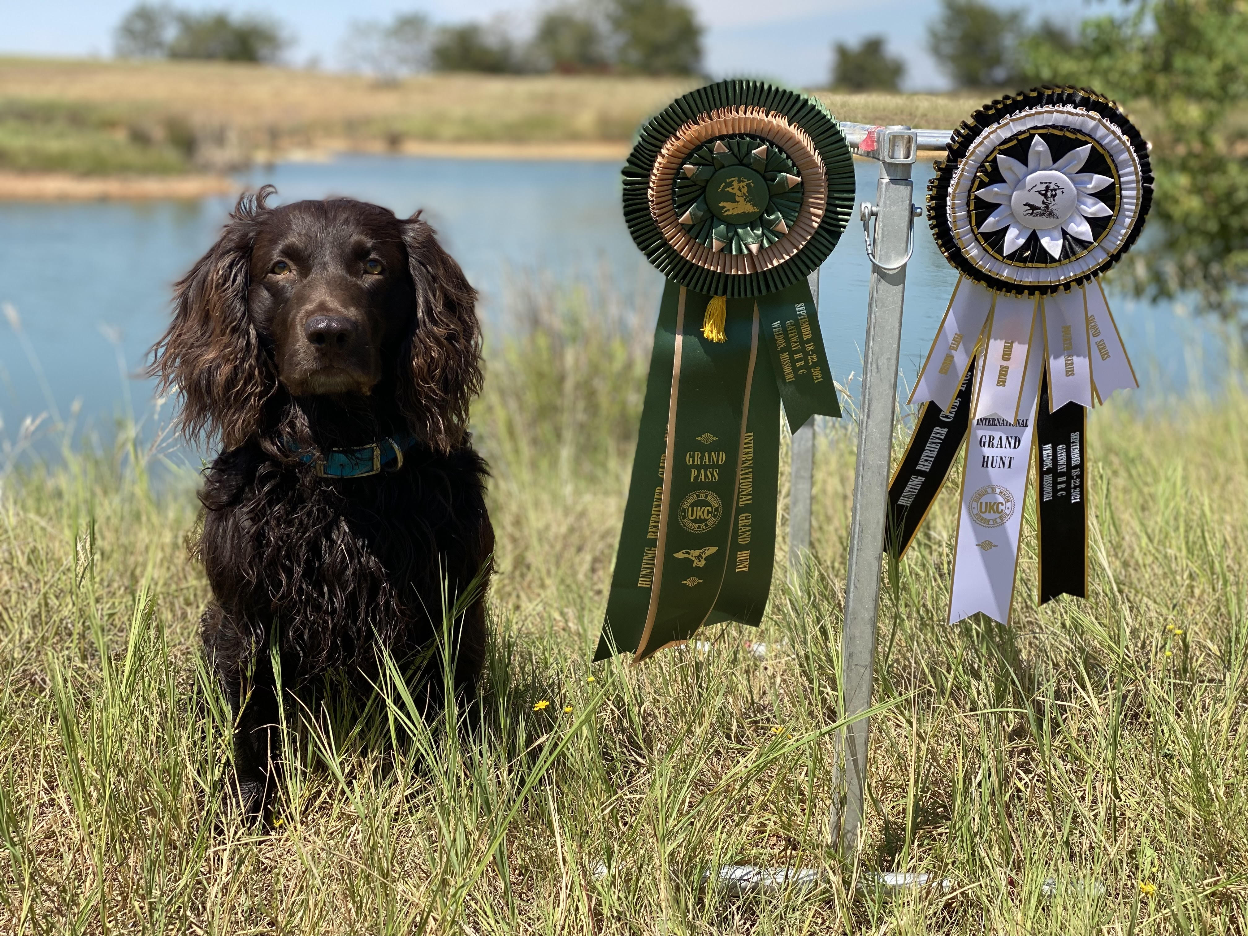 HRCH OTM's It Takes A Thief Flynn Rider MHR - Boykin Spaniel Pedigree