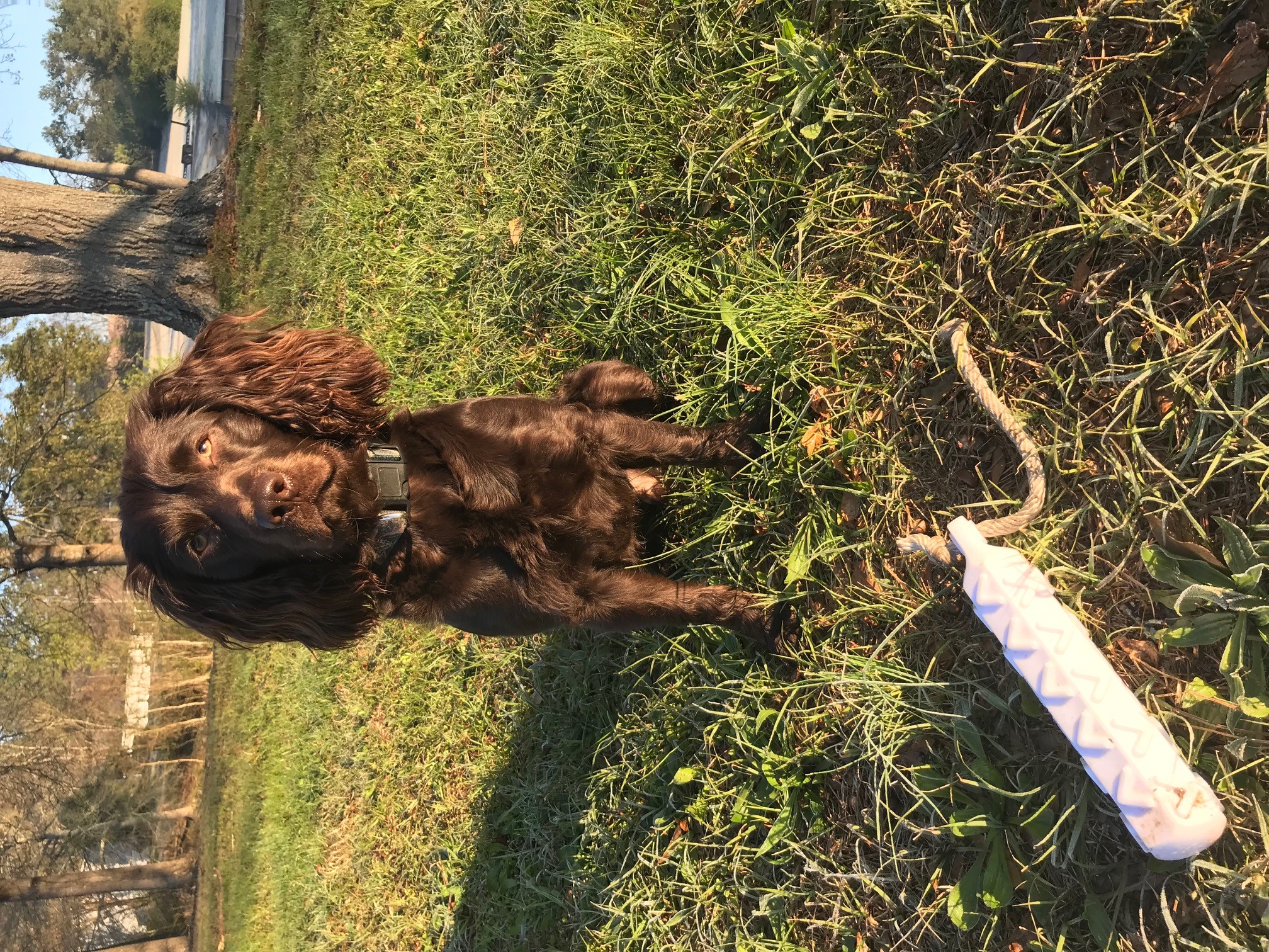 South Georgia's Chipper Drake - Boykin Spaniel Pedigree