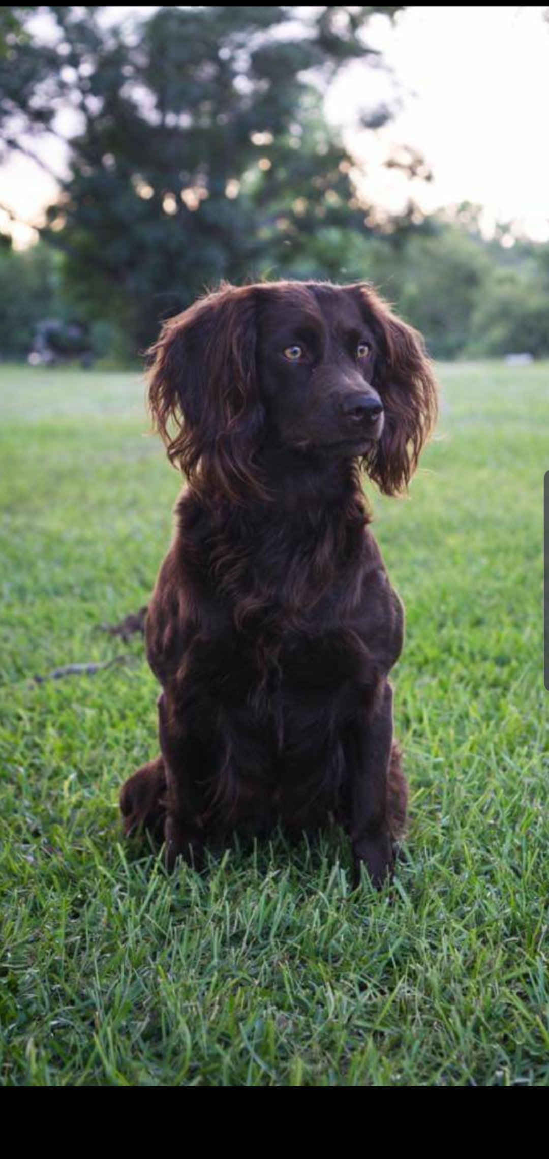 SHR Grambo Kennels Allison - Boykin Spaniel Pedigree