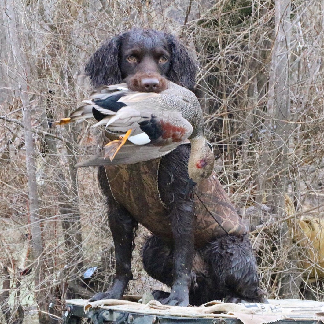 HR South Georgias Waylon Ray - Boykin Spaniel Pedigree