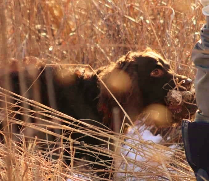 Sugar's Nationals Surprise (LVR) - Boykin Spaniel Pedigree